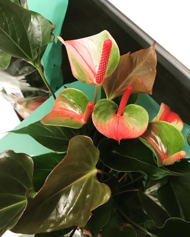 ASPROSUB "Virgen de la Vega" 4