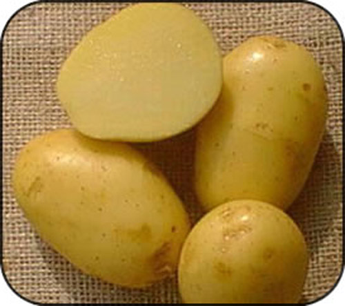 Merco Semillas PATATAS: MAYORISTAS