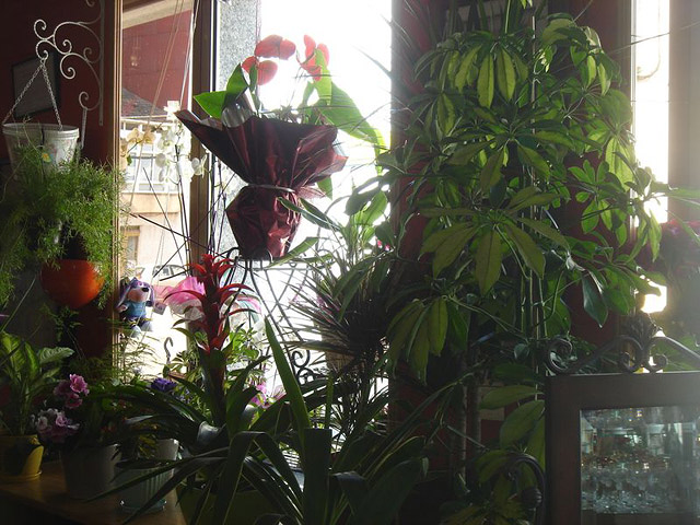 Florister&iacute;as Luis Iglesias 2