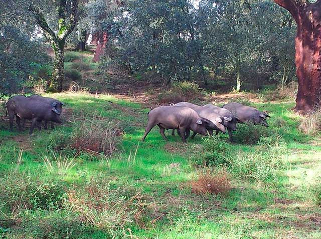 Montesano Extremadura Jerez de los Caballeros
