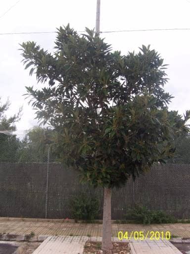 &Aacute;rboles de Mallorca 5