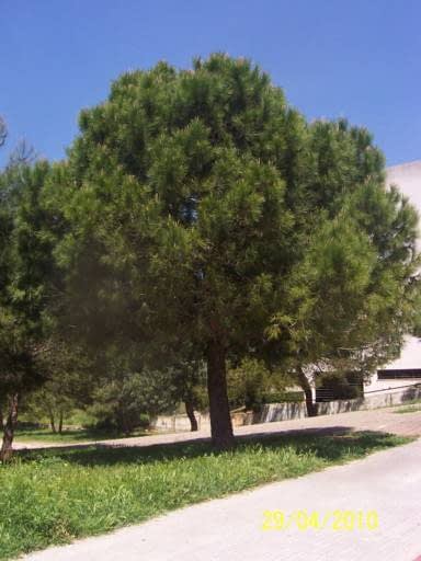 &Aacute;rboles de Mallorca 9