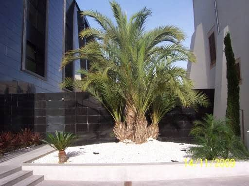 &Aacute;rboles de Mallorca 8