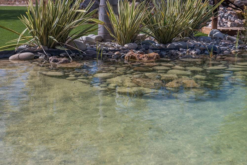 &Aacute;rboles de Mallorca 12