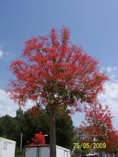 &Aacute;rboles de Mallorca 4