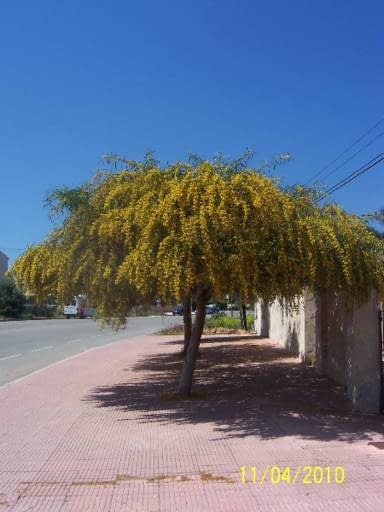&Aacute;rboles de Mallorca VIVEROS PARA JARDINERIA