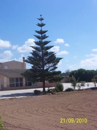 &Aacute;rboles de Mallorca 2