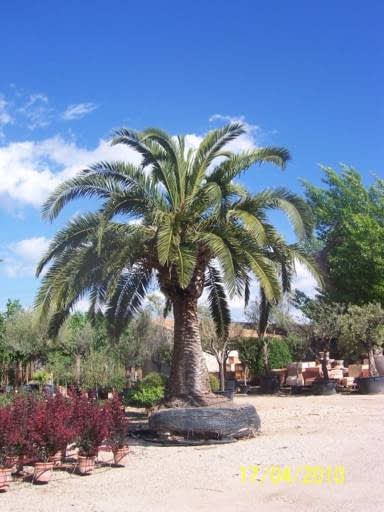 &Aacute;rboles de Mallorca 7