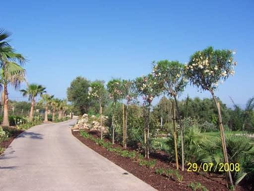 &Aacute;rboles de Mallorca 6