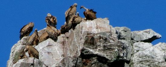 Taxi en Plasencia Carlos Pena Rubio 20