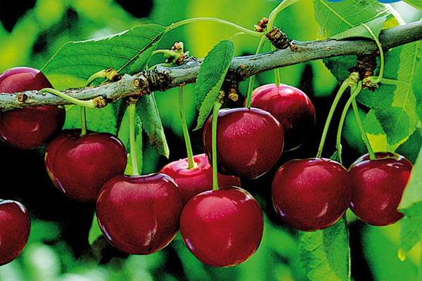 Taxi en Plasencia Carlos Pena Rubio 8