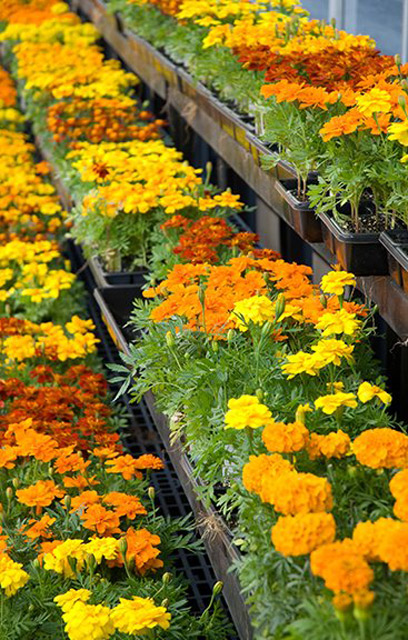 Flores Virquel FLORISTERIAS