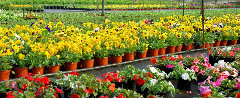 Invernaderos Samil JARDINERIA ARTICULOS Y SERVICIOS: CENTROS (GARDEN CENTER)