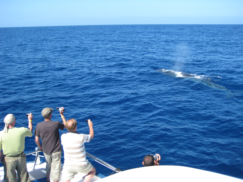 Spirit Of The Sea Mogán