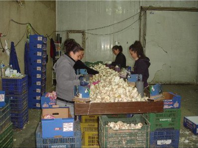 Ajos Montejano AJOS: MAYORISTAS