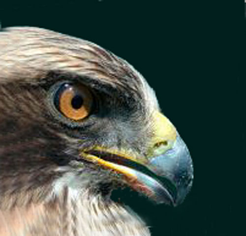 Icarus Estudios Medioambientales 2