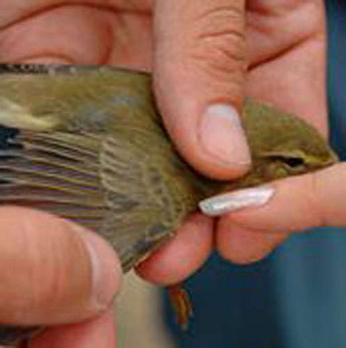 Icarus Estudios Medioambientales 3