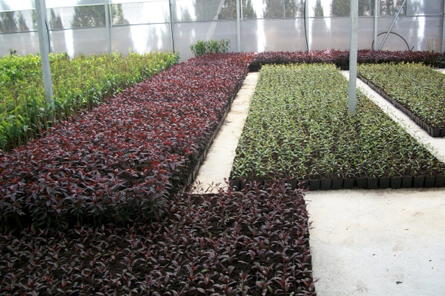 Viveros Del Sureste 8