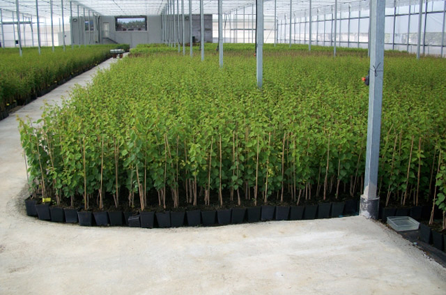 Viveros Del Sureste 7