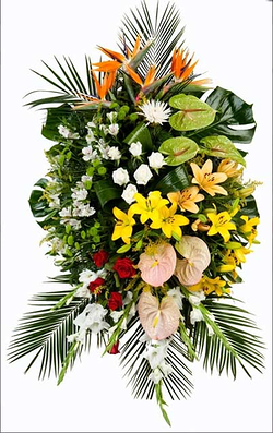 Galería de imágenes