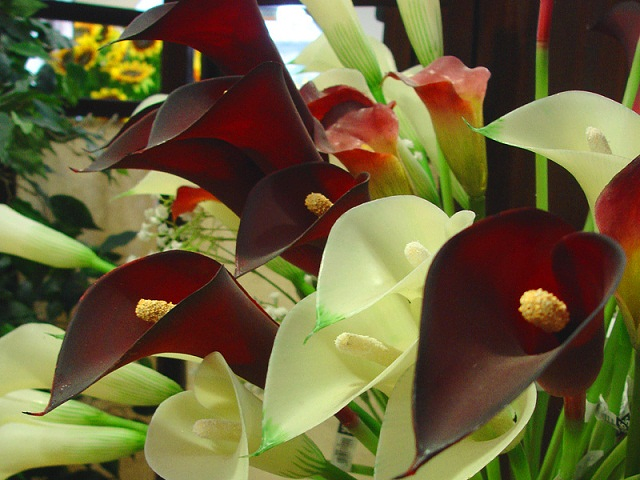 D&iacute;az Floristas 8