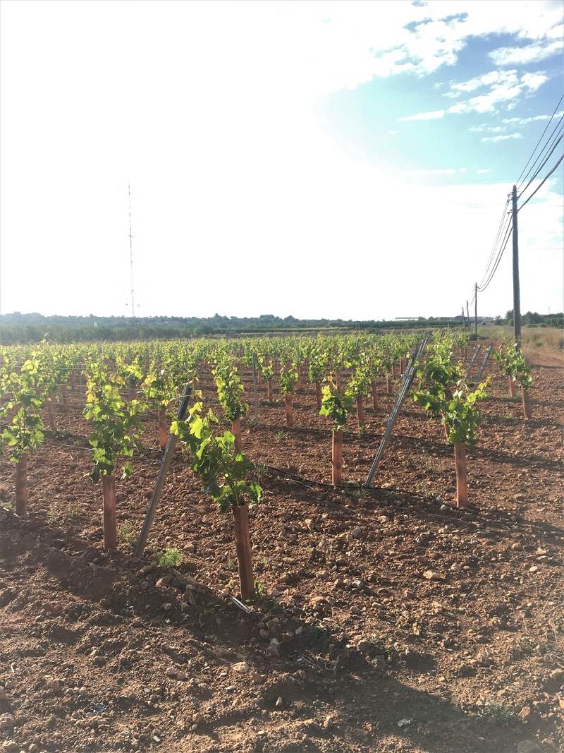 Blastdesal PLASTICO ARTICULOS: MAYORISTAS