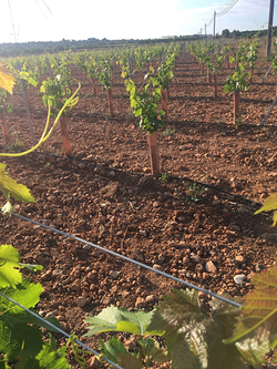 Galería de imágenes