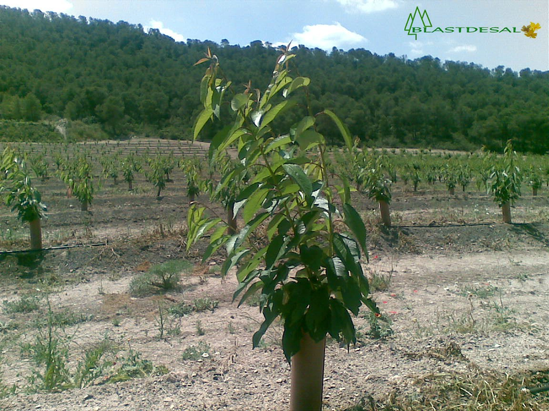 Blastdesal S. L. PLASTICO ARTICULOS: MAYORISTAS