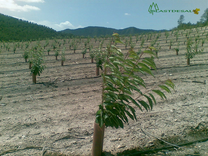 Blastdesal S. L. Cheste