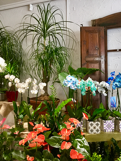 Floristas García Zaragoza Floristas García Zaragoza