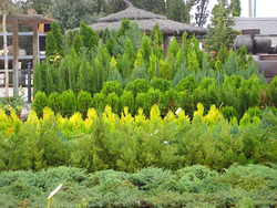 Viveros Cidoncha VIVEROS PARA JARDINERIA Viveros Cidoncha VIVEROS PARA JARDINERIA