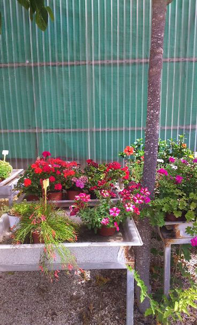 Centro De Jardiner&iacute;a Monte Sol la Vila Joiosa/Villajoyosa