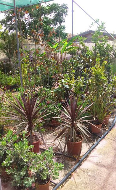 Centro De Jardiner&iacute;a Monte Sol VIVEROS PARA JARDINERIA