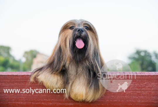 Peluquer&iacute;a Solycann Torremolinos