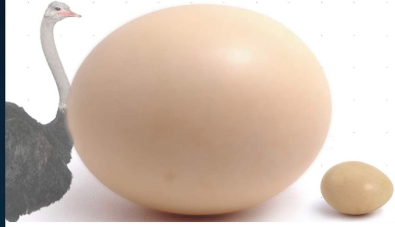 Poller&iacute;as Loro 5