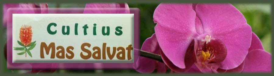 Cultius Mas Salvat VIVEROS PARA JARDINERIA Cultius Mas Salvat VIVEROS PARA JARDINERIA