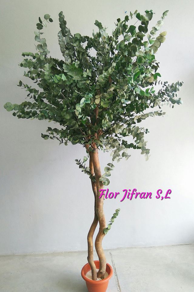 Flor Jifran S.L. Sevilla