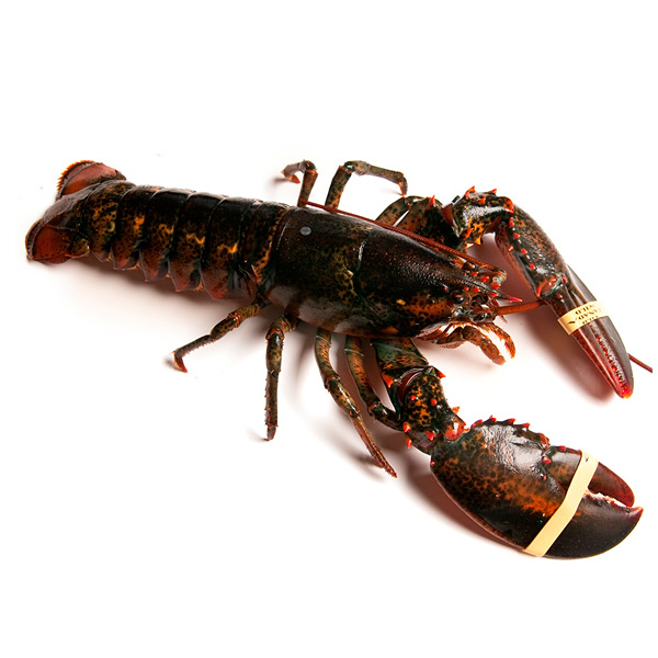 Casalnova Coru&ntilde;a SLU ALIMENTOS CONGELADOS: FABRICANTES Y MAYORISTAS