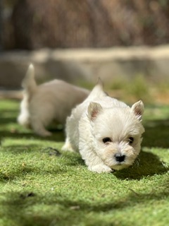 INSTINT K9-Centre Can&iacute; De Pedracastell 5