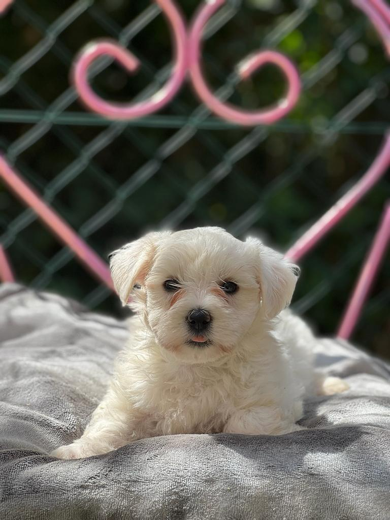 INSTINT K9-Centre Can&iacute; De Pedracastell Canet de Mar