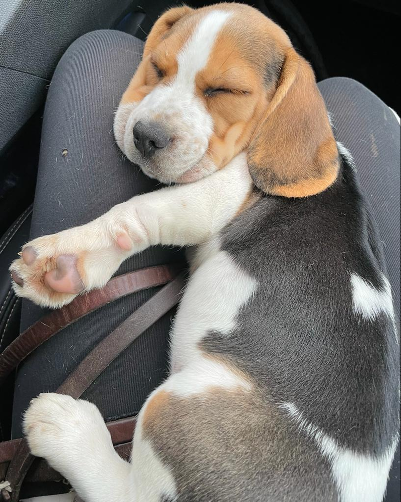 INSTINT K9-Centre Can&iacute; De Pedracastell 2