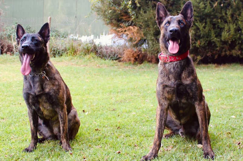 INSTINT K9-Centre Can&iacute; De Pedracastell 4