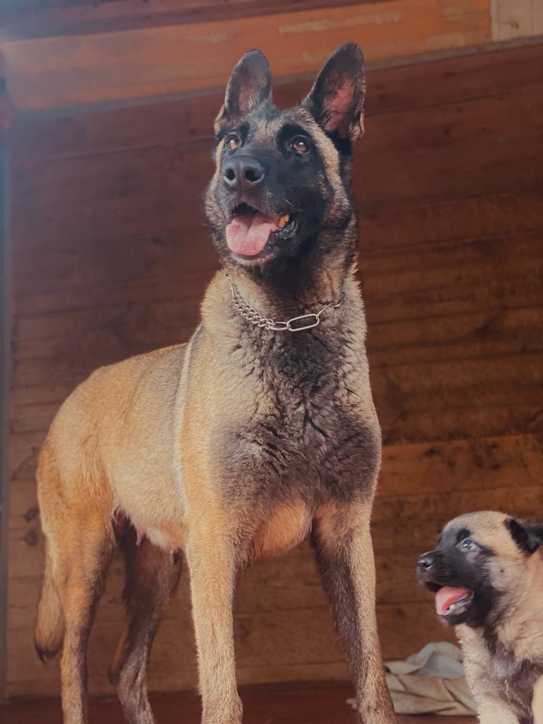 INSTINT K9-Centre Can&iacute; De Pedracastell 3