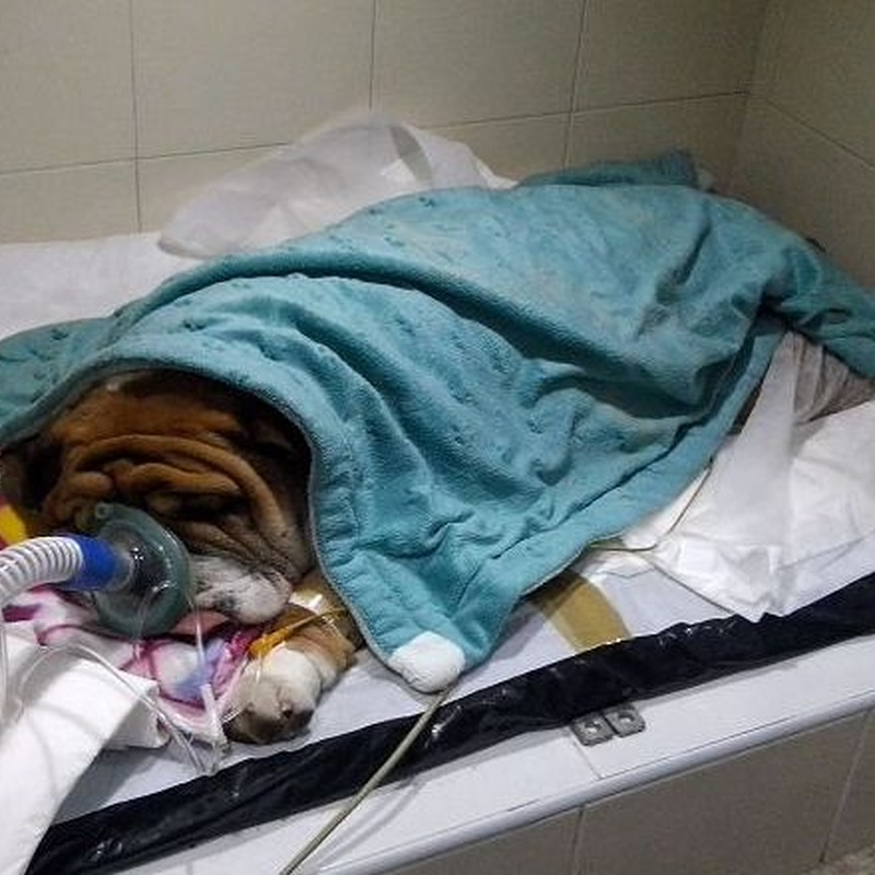 Sa Indioteria Clinica Veterinaria 2