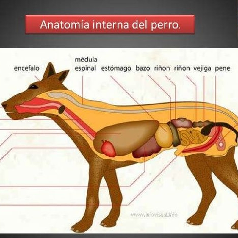 Sa Indioteria Clinica Veterinaria Palma