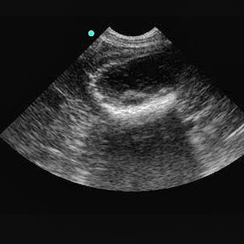 Sa Indioteria Clinica Veterinaria VETERINARIOS