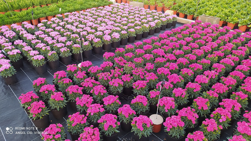 Viveros Ángel Cid 2