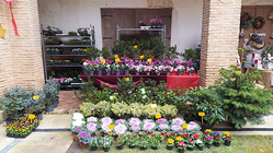 Galería de imágenes