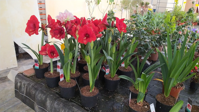 Viveros Ángel Cid Almazán