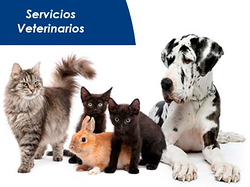 Hospital Veterinario SOS Animal CLINICAS VETERINARIAS Hospital Veterinario SOS Animal CLINICAS VETERINARIAS